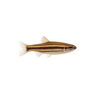 FISCH Zierfisch Zwergfadenfisch Natur Male 4-5