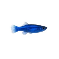 FISCH Zierfisch Zwergfadenfisch Cobalt 4-5