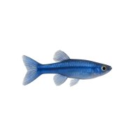 FISCH Zierfisch Zwergfadenfisch Cobalt XL-SH (Premium Zucht)