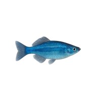 FISCH Zierfisch Zwergfadenfisch Cobalt Male 4-5