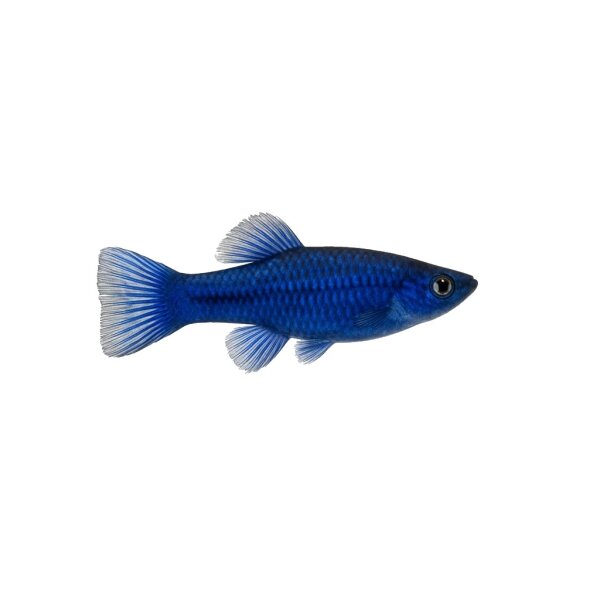 FISCH Zierfisch Zwergfadenfisch Cobalt Male XL-SH (Premium Zucht)