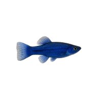 FISCH Zierfisch Zwergfadenfisch Cobalt Male XL-SH...