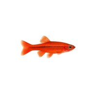 FISCH Zierfisch Zwergfadenfisch Rot Royal 4-5
