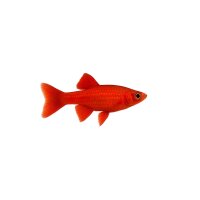 FISCH Zierfisch Zwergfadenfisch Rot Male 4-5