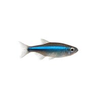 FISCH Zierfisch Zwergfadenfisch Neon Blue 4-5
