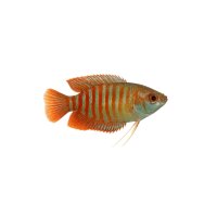 FISCH Zierfisch Gestreifter Fadenfisch 6-7 (Colisa fasciata)