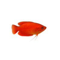 FISCH Zierfisch Roter Honiggurami L-XL