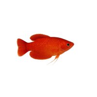 FISCH Zierfisch Blutroter Honiggurami M-ML