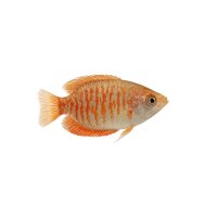 FISCH Zierfisch Küssender Gourami INZ 7-9