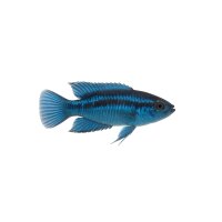 FISCH Zierfisch Blauer Makropode DNZ ML