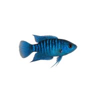 FISCH Zierfisch Blaue Makropode DNZ 4-5
