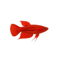 FISCH Zierfisch Roter Paradiesfisch DNZ 4-5