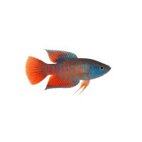 FISCH Zierfisch Paradiesfisch Fire+Ice DNZ L