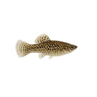FISCH Zierfisch Snakeskin-Makropode INZ ML