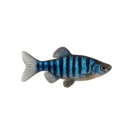 FISCH Zierfisch Blue Tiger Makropode DNZ XL