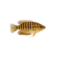 FISCH Zierfisch Schallers Knurrender Gurami ML