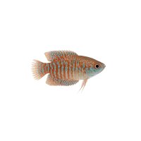 FISCH Zierfisch Knurrender Zwerggurami ML (Trich. pumila)