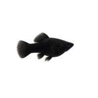 FISCH Zierfisch Schwarzer Makropode ML