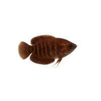FISCH Zierfisch Schokoladengurami ML