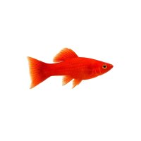 FISCH Zierfisch Roter Spitzschwanzmakropode L