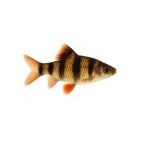 FISCH Zierfisch Sumatrabarbe DNZ M