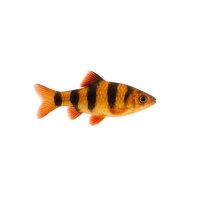 FISCH Zierfisch Sumatrabarbe INZ ML-L