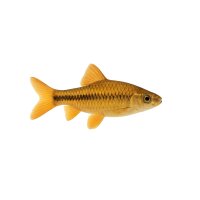 FISCH Zierfisch Sumatrabarbe Golden Ghost XL