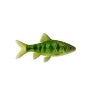 FISCH Zierfisch Sumatrabarbe Moosgrün DNZ ML