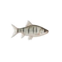 FISCH Zierfisch Sumatrabarbe Platinum L-XL
