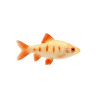 FISCH Zierfisch Sumatrabarbe Albino DNZ M