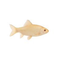 FISCH Zierfisch Sumatrabarbe Albino DNZ ML