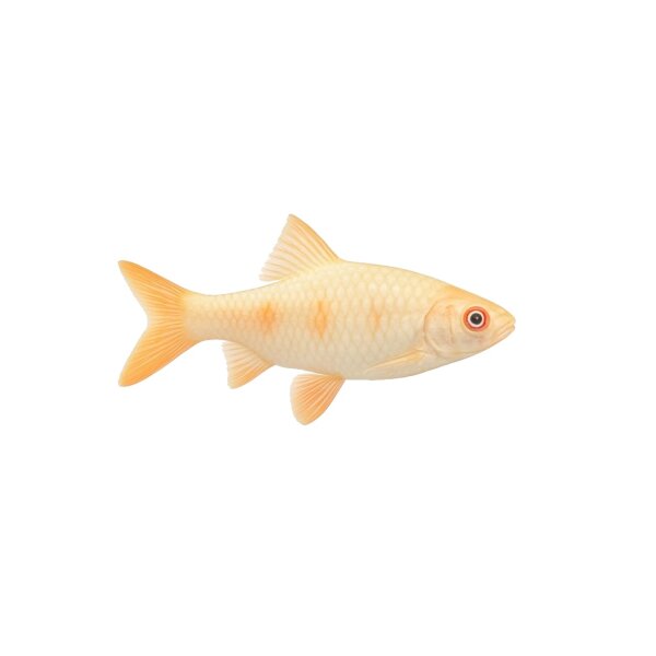 FISCH Zierfisch Sumatrabarbe Albino DNZ L