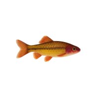 FISCH Zierfisch Purpurkopfbarbe DNZ XL