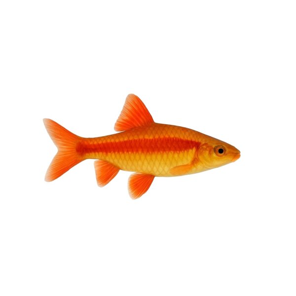 FISCH Zierfisch Gold-Rotstrich-Haibarbe 7-8