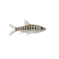 FISCH Zierfisch Ghost-Rotstrich-Haibarbe 7-8