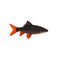 FISCH Zierfisch Indische Rotflossen-Haibarbe 15cm