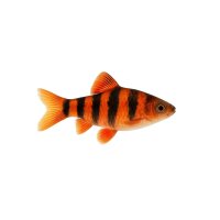 FISCH Zierfisch Clownbarbe/Everettibarbe ML-L