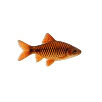 FISCH Zierfisch Rhombenbarbe ML-L
