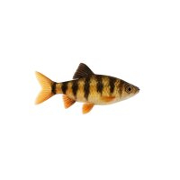 FISCH Zierfisch Maskara-Barbe 10cm