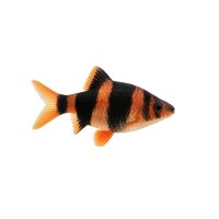FISCH Zierfisch Indianer-/Glühkohlenbarbe ML-L