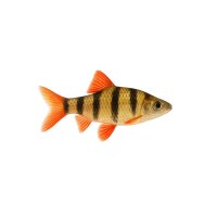 FISCH Zierfisch Fünfgürtelbarbe DNZ L