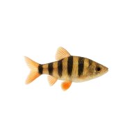 FISCH Zierfisch Fünfgürtelbarbe DNZ ML