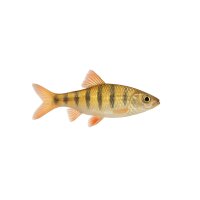 FISCH Zierfisch Bitterlingsbarbe DNZ M