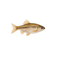 FISCH Zierfisch Bitterlingsbarbe DNZ ML