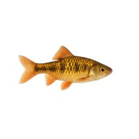 FISCH Zierfisch Bitterlingsbarbe DNZ L-XL