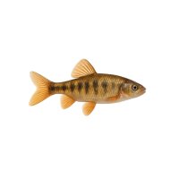 FISCH Zierfisch Schleier-Bitterlingsbarbe L
