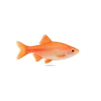FISCH Zierfisch Albino Fire Bitterlingsbarbe L