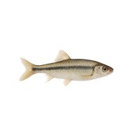FISCH Zierfisch Japanischer Drachenfisch 5-6 (Zacco...