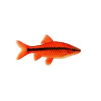 FISCH Zierfisch Blutrote Prachtbarbe INZ L