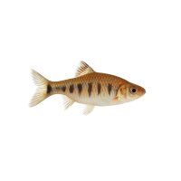 FISCH Zierfisch Prachtbarbe Natur DNZ L